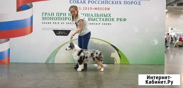 Стрижка собак и кошек (груминг), Хендлинг Белгород - изображение 1