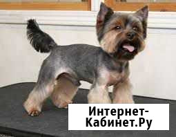 Груминг Стрижка собак и кошек Феодосия Феодосия - изображение 1