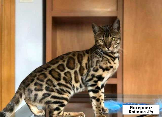 Домашняя гостиница для животных Кольцово - изображение 1