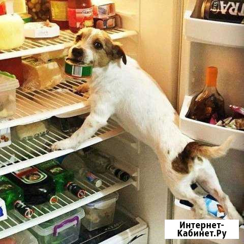 Коррекция нежелательного поведения собак Новосибирск - изображение 1