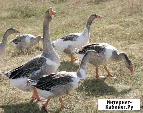 Убой домашней птицы Мордово - изображение 1