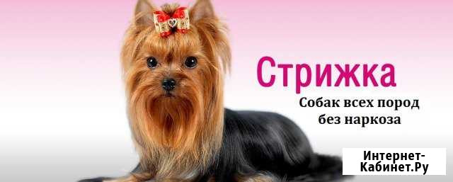 Стрижка собак декоративных пород с выездом и без Смоленск - изображение 1