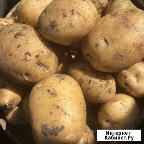 Картофель с доставкой Белорецк - изображение 1