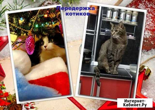 Котики передержка Мурманск - изображение 1