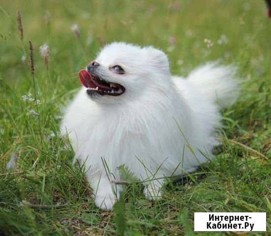 Фотосъемка животных Краснотурьинск - изображение 1
