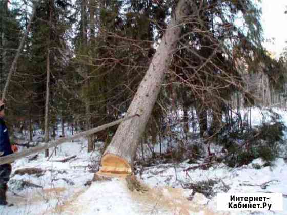 Валка деревьев. Отсыпка участка. Демонтаж Санкт-Петербург