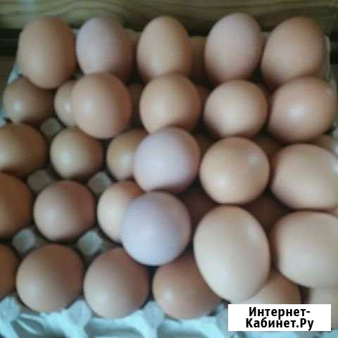 Продам яйцо куринное домашнее Бердск - изображение 1