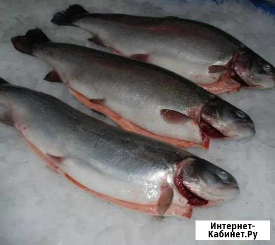 Свежие Морепродукты Пермь - изображение 1