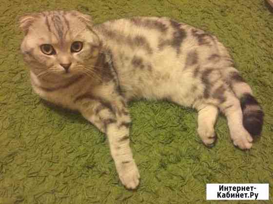 Кот на вязку Нижнекамск