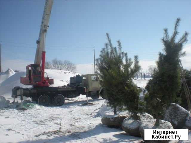 Посадка крупномерных деревьев Брянск - изображение 1