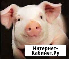 Продам свинину Пермь - изображение 1