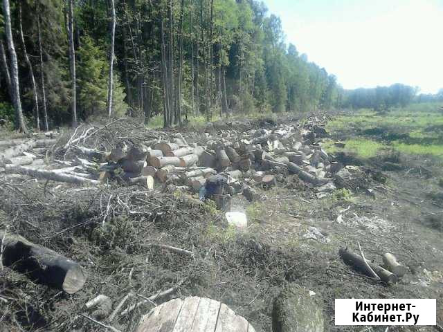 Выпилка и обрезка деревьев Калининград - изображение 1