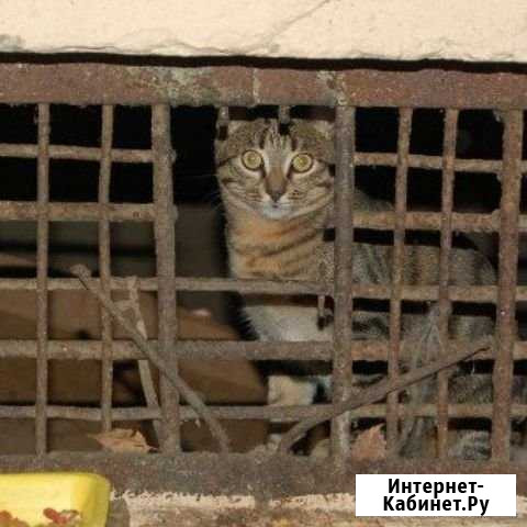 Найдем вашу кошечку(кота) в подвале домов Волгоград - изображение 1