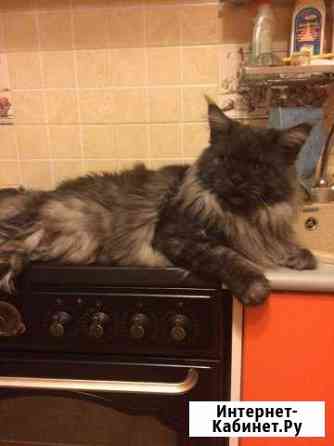 Вязка Мейн Кун Москва