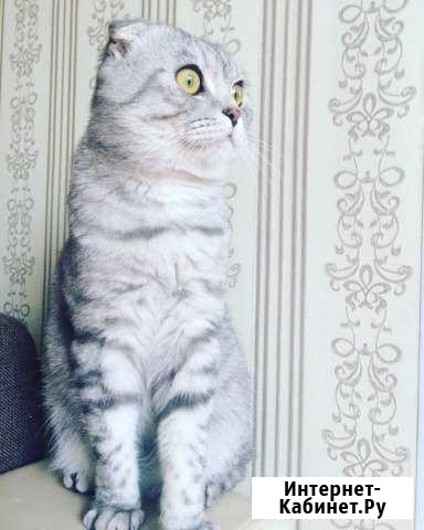 Шотландский,Кот,Вязка,Вислоухий красавчик Казань - изображение 1