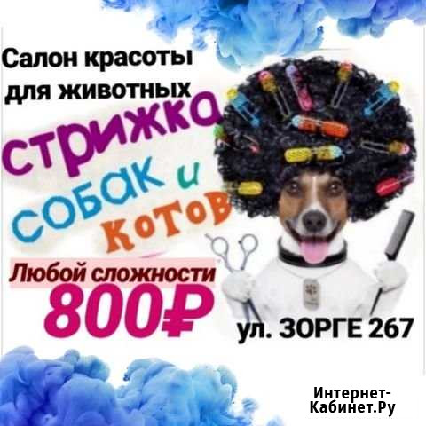 Стрижка собак и кошек Новосибирск - изображение 1