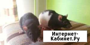 Зооняня Астрахань - изображение 1