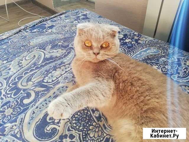 Ищем кота на вязку Рязань - изображение 1