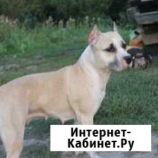Кинолог дрессировка собак Барнаул - изображение 1