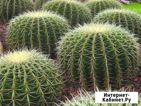 Шугаринг Левый берег Воронеж - изображение 1