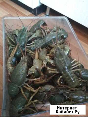 Свежие речные раки Курск - изображение 1