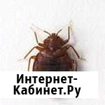 Избавиться от постельных клопов в квартире Волгоград - изображение 1