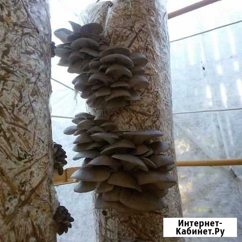 Грибы вешенка свежие Сочи - изображение 1
