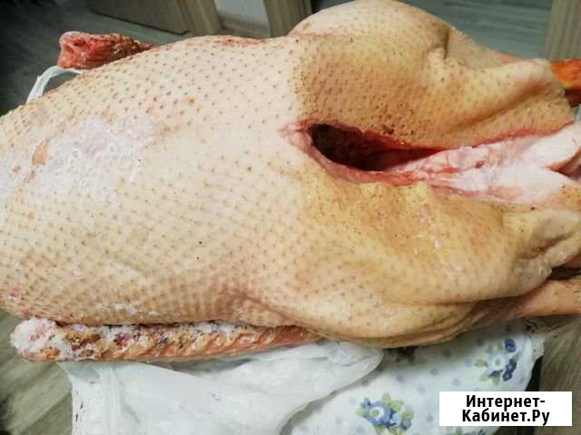 Питание Оренбург - изображение 1