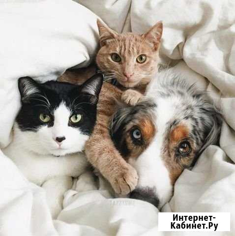 Передержка животных Краснодар - изображение 1