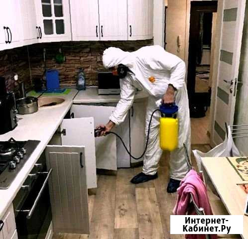 Уничтожение насекомых грызунов плесени Новосибирск - изображение 1