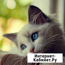 Уход за животными Комсомольск-на-Амуре - изображение 1