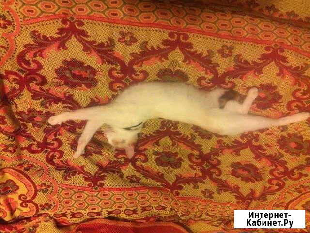 Передержка домашних питомцев(кошек, грызунов,птиц) Пенза - изображение 1
