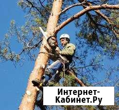 Спил деревьев. Спилить дерево Смоленск - изображение 1
