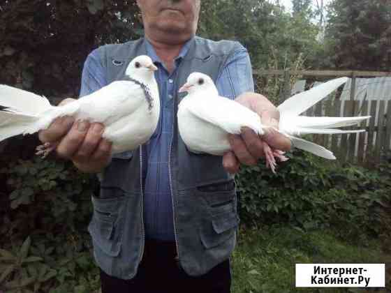 Pigeons for the wedding of Yoshkar-Ola