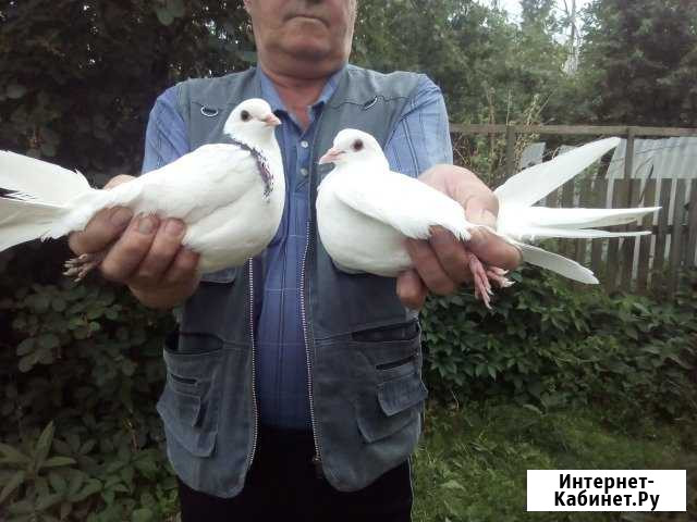 Голуби на свадьбу Йошкар-Ола - изображение 1
