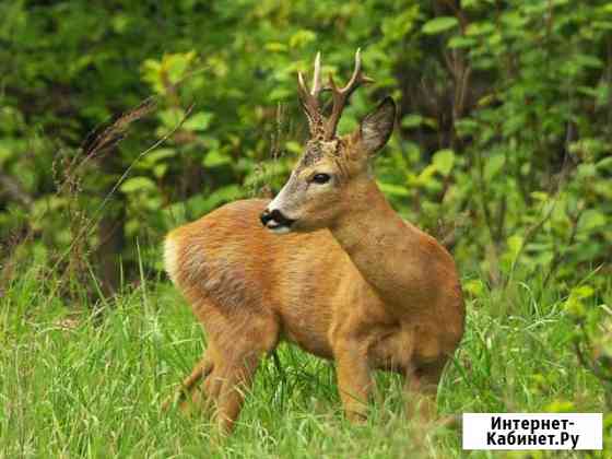 Охота на косулю в Беларуси Москва