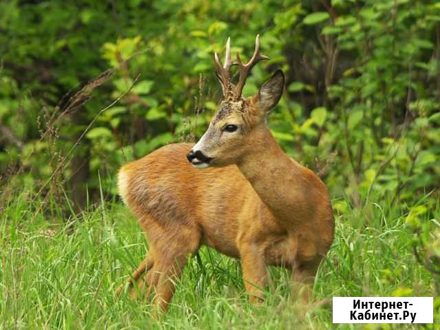 Охота на косулю в Беларуси Москва - изображение 1