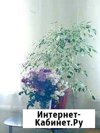 Дом 60 м² на участке 8.2 сот. на продажу в Горно-Алтайске Горно-Алтайск - изображение 1