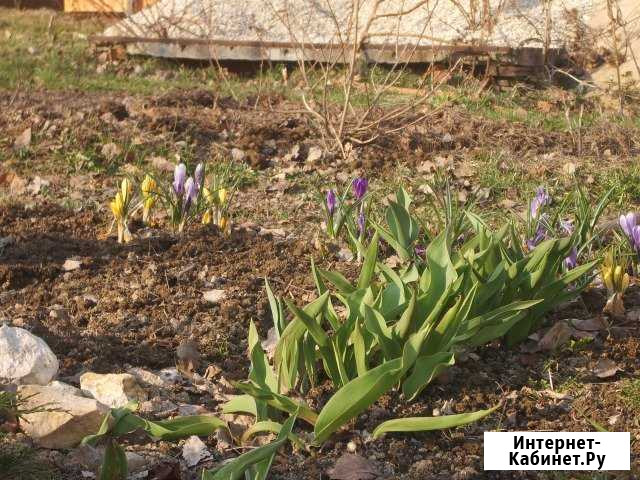 Участок ИЖС 5 сот. на продажу в Кудиново Кудиново - изображение 1