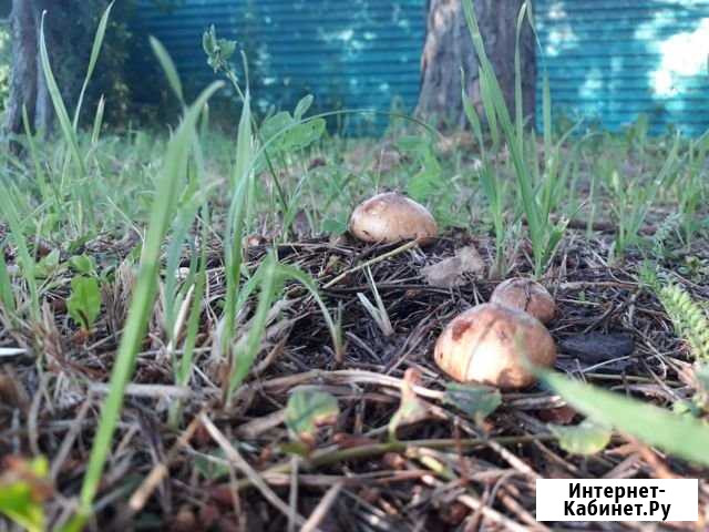 Дача 65 м² на участке 8 сот. на продажу в Туле Тула - изображение 1