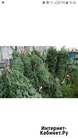 Торговые помещения под пиротехнику, ёлки Санкт-Петербург - изображение 1