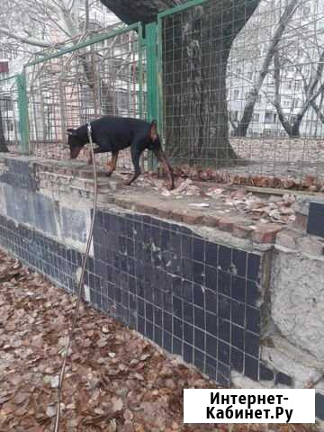 Выгул собак Волгоград - изображение 1
