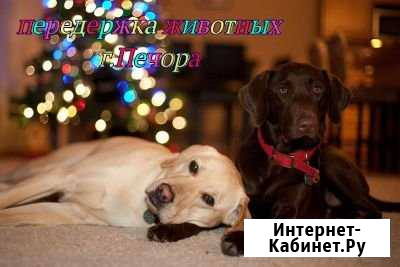 Домашняя передержка животных Печора Печора - изображение 1