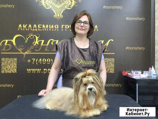 Груминг Кунцево, Крылатское,Фили,Можайское Москва - изображение 1