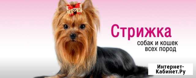 Стрижка животных Ростов-на-Дону - изображение 1