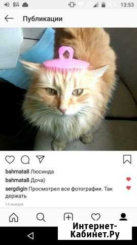 Гостиница для котиков Евпатория - изображение 1