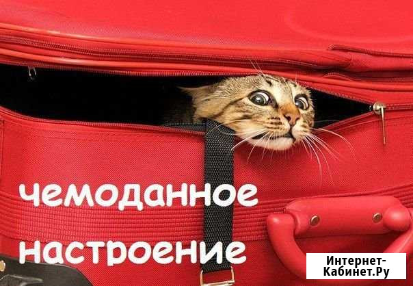 Передержка, отель для кошек Ульяновск - изображение 1
