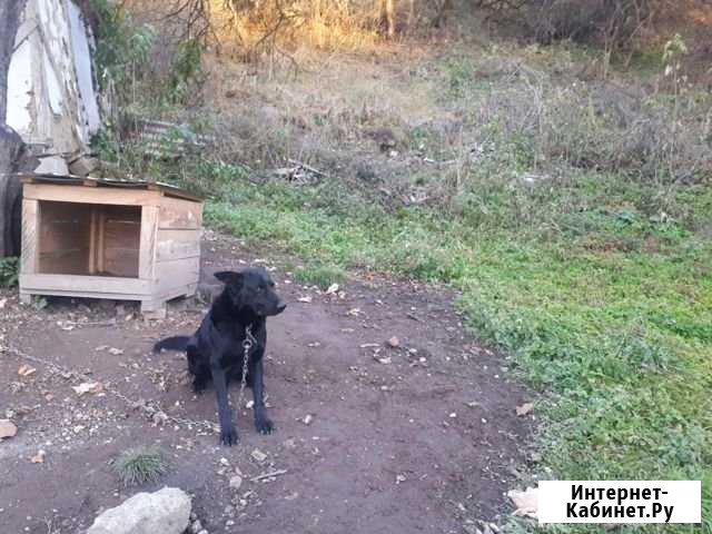 Животное Нальчик - изображение 1