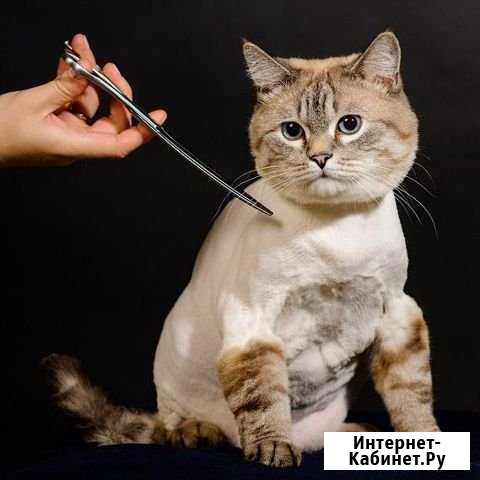 Стрижка кошек и собак в салоне Казань - изображение 1