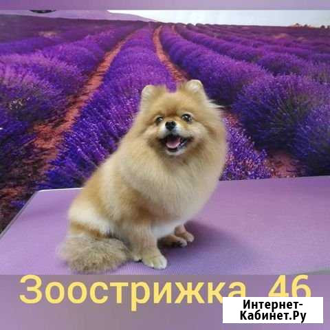 Стрижка собак и кошек.Услуги грумера Курск - изображение 1
